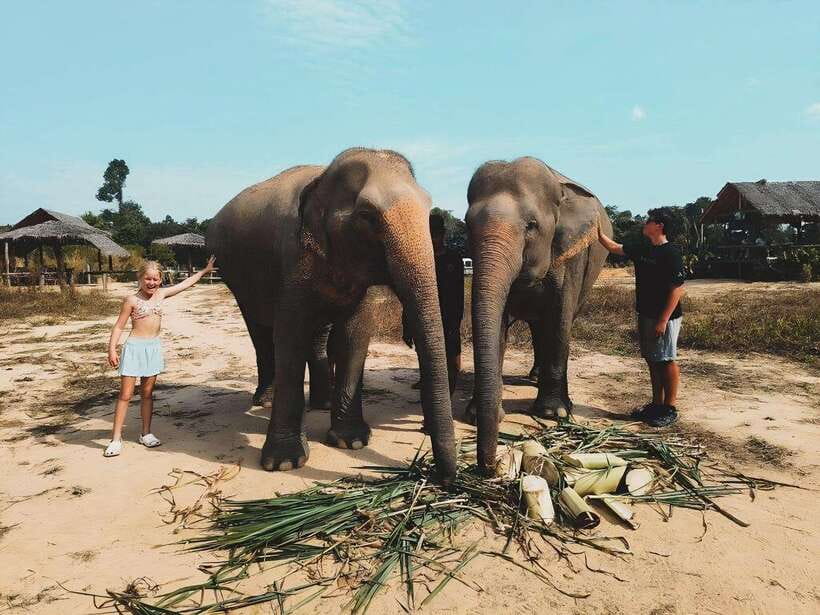 Siem Reap: Elephant Sanctuary Included Hotel Pickup Drop-off - The Sanctuary Break: Fruits, Water, and Coffee to Reset