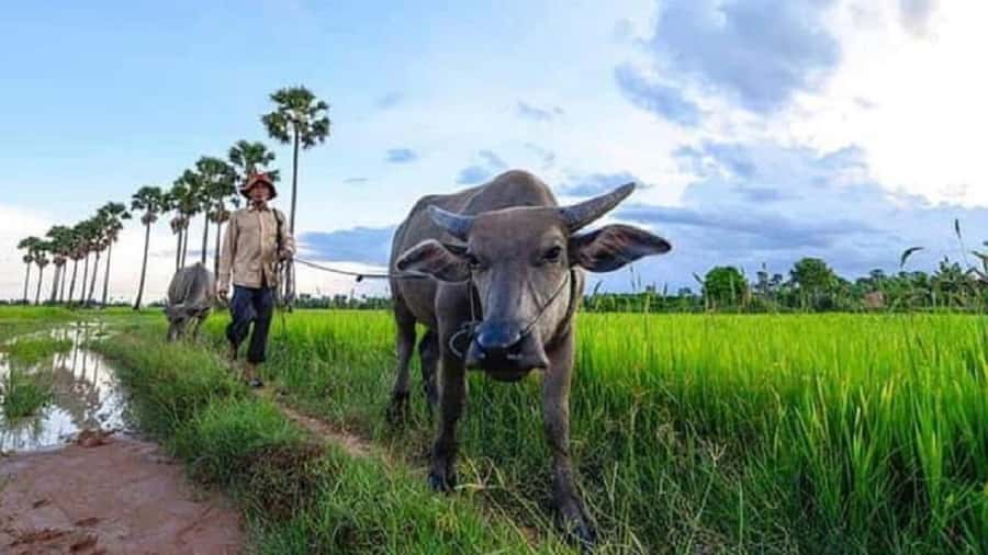 Siem Reap: Guided Countryside Sunset Tour by Jeep - Pagoda visit: a calmer spiritual pause