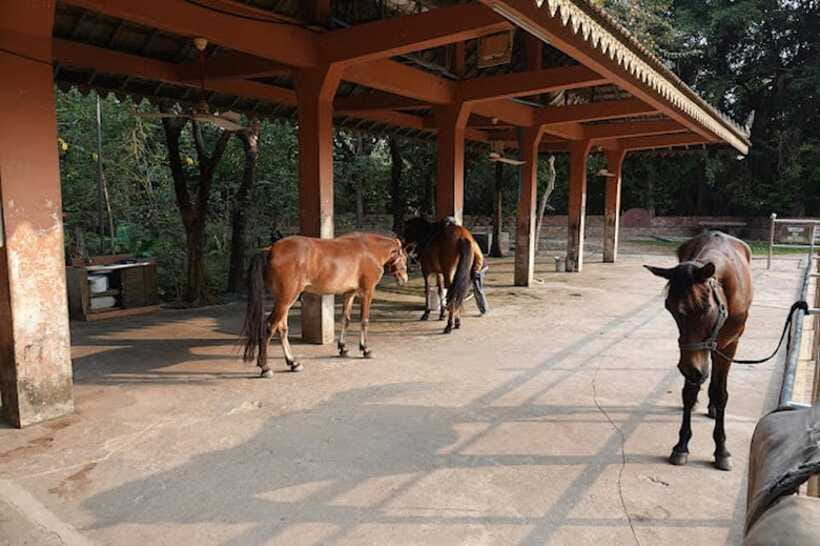 Siem Reap Happy Horse Riding Free Pick-up & Drop-off - Practical Tips That Make the Ride Better