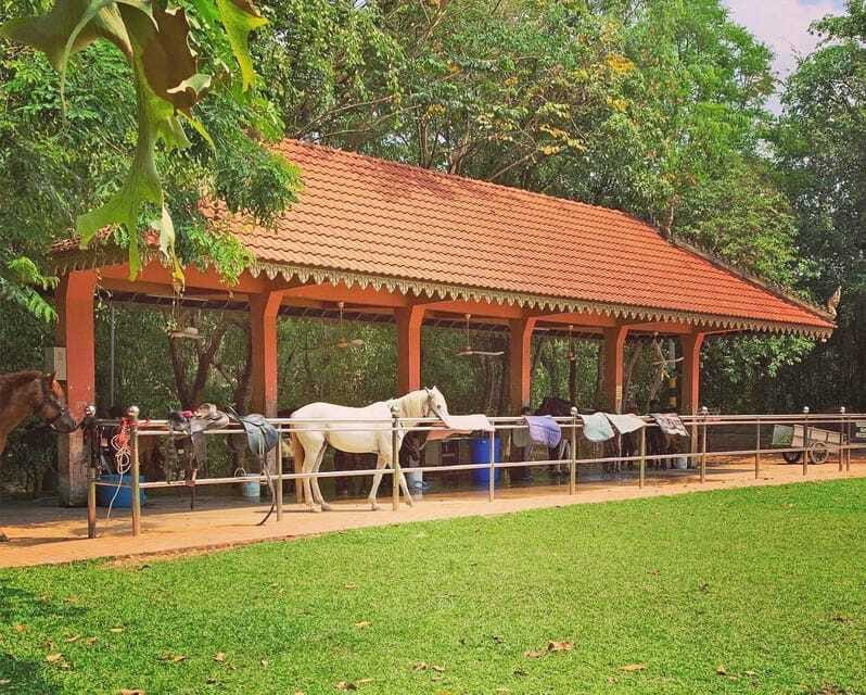 Siem Reap Happy Horse Riding Free Pick-up & Drop-off - Should You Book This Siem Reap Happy Horse Riding?