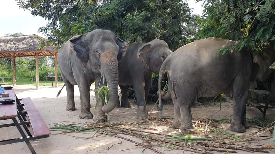 Siem Reap: Kulen Elephant Forest Guided Tour - Angkor Village Hotel meeting point and the shuttle ride