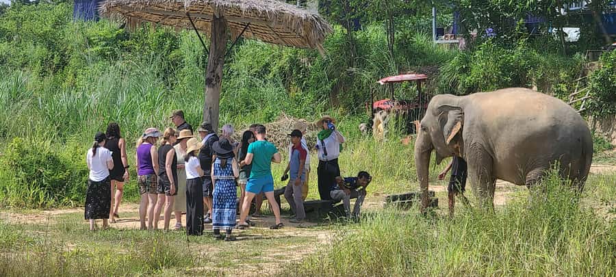 Siem Reap: Kulen Elephant Forest Guided Tour - The forest walk with elephants: why it feels different from a normal hike