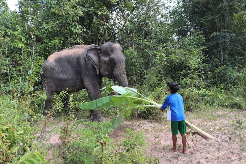 Siem Reap: Kulen Elephant Forest & Tonlesap Lake - Practical Tips: What to Bring and How to Dress for a Wet Jungle Day