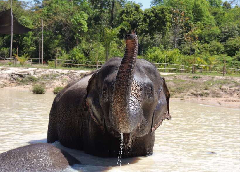 Siem Reap: Kulen Elephant Forest & Tonlesap Lake - Canoe Ride Realities: One Extra Cost to Plan For