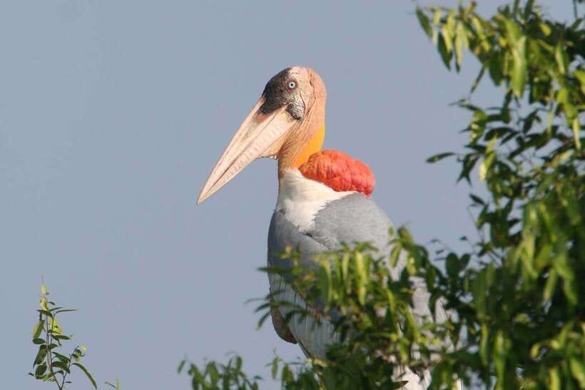 Siem Reap: Prek Toal Tonle Sap Biosphere Reserve Tour - Key things to know before you go
