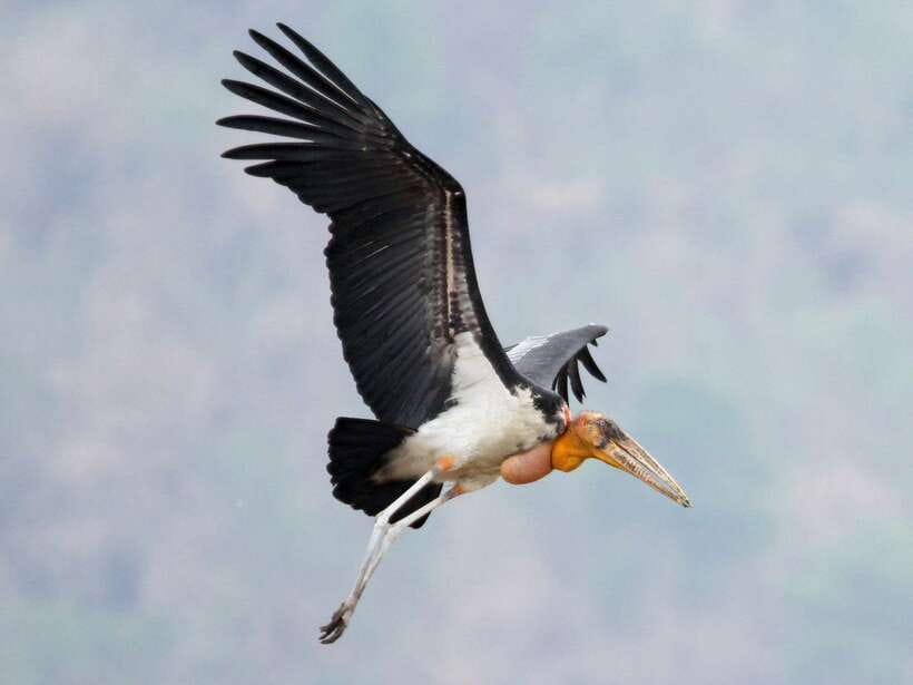 Siem Reap: Prek Toal Tonle Sap Biosphere Reserve Tour - Prek Toal and Tonle Sap: why this bird sanctuary earns its reputation