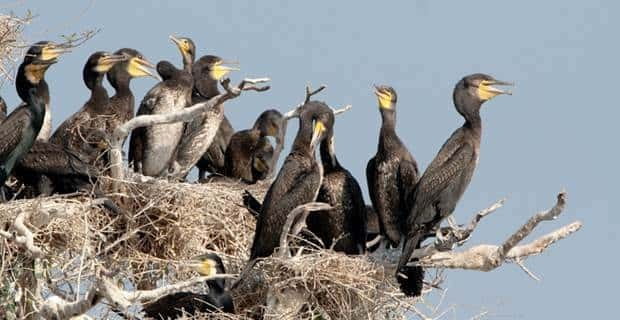 Siem Reap: Prek Toal Tonle Sap Biosphere Reserve Tour - Prek Toal Biosphere Reserve: guided bird sanctuary time (and how to get the most out of 4 hours)