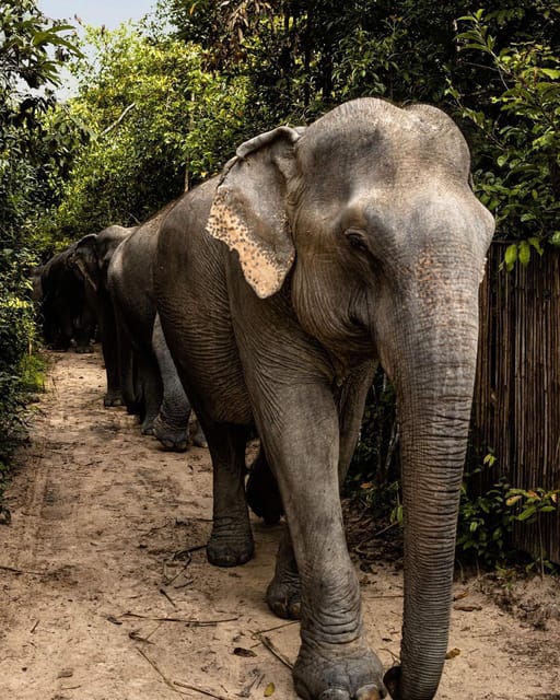 Siem Reap: Small Group Tour of Kulen Elephant Forest - Watching daily life: pond time, social behavior, and elephant choices