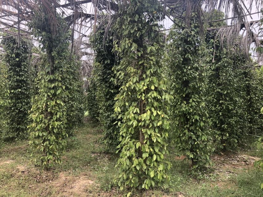 Small Group: One Day Phnom Penh to Kampot, Kep include lunch - Kampot Pepper Farm: Where the Flavor Comes From