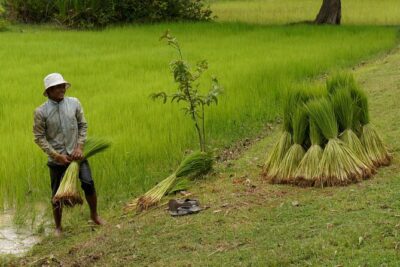 Village Life Tour from Siem Reap - The Countryside Drive: Rice Paddies, Orchards, and Real-World Context